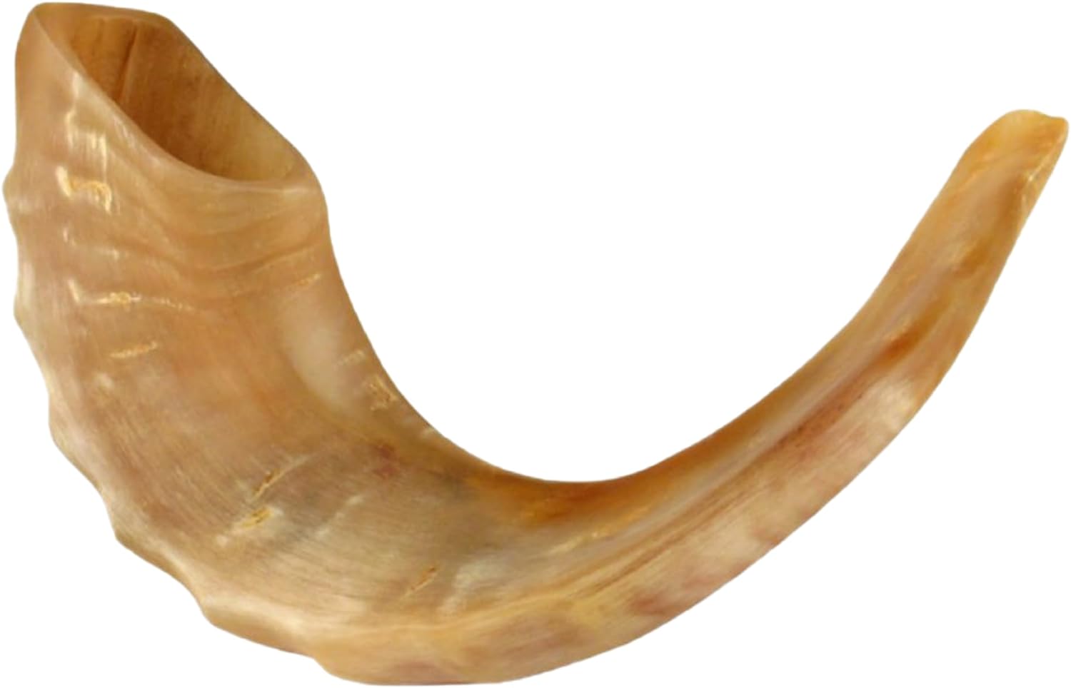 Israeli Shofar (Rams Horn)
